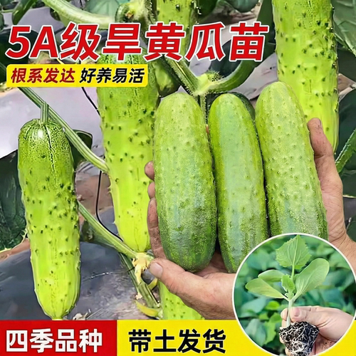旱黄瓜苗阳台室内盆栽水果黄瓜苗
