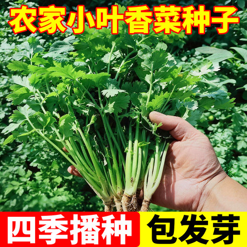 小叶香菜种子籽正宗农家庭院阳台