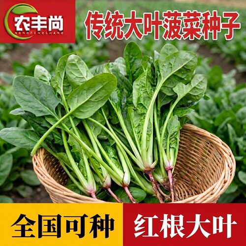 大叶菠菜种子耐热抗冻四季可种