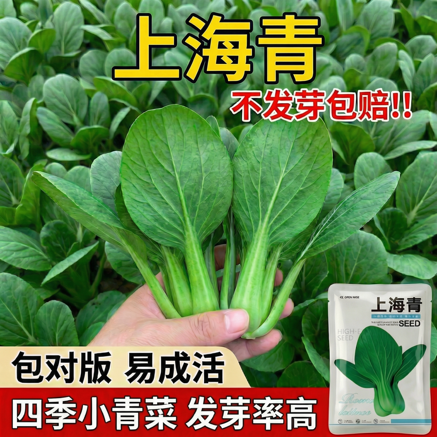 上海青菜种子春季蔬菜籽种大全四季速生青菜种籽耐寒抗热油菜种子