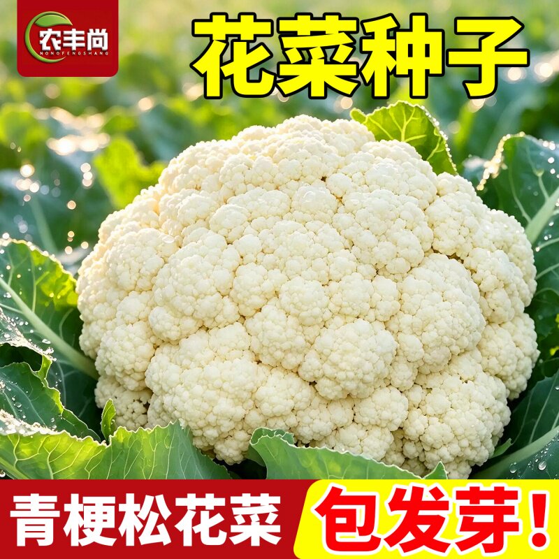 花菜孑种子早熟四季阳台庭院种植图片
