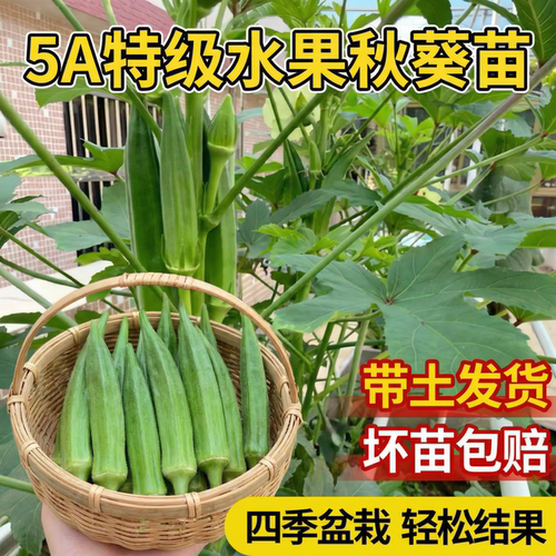 高产水果奶油秋葵苗蔬菜苗阳台苗