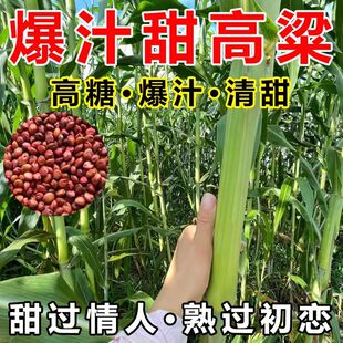 冰糖甜杆种子原装超甜北方甘蔗种子甜高粱正品老品种高糖甜杆种子