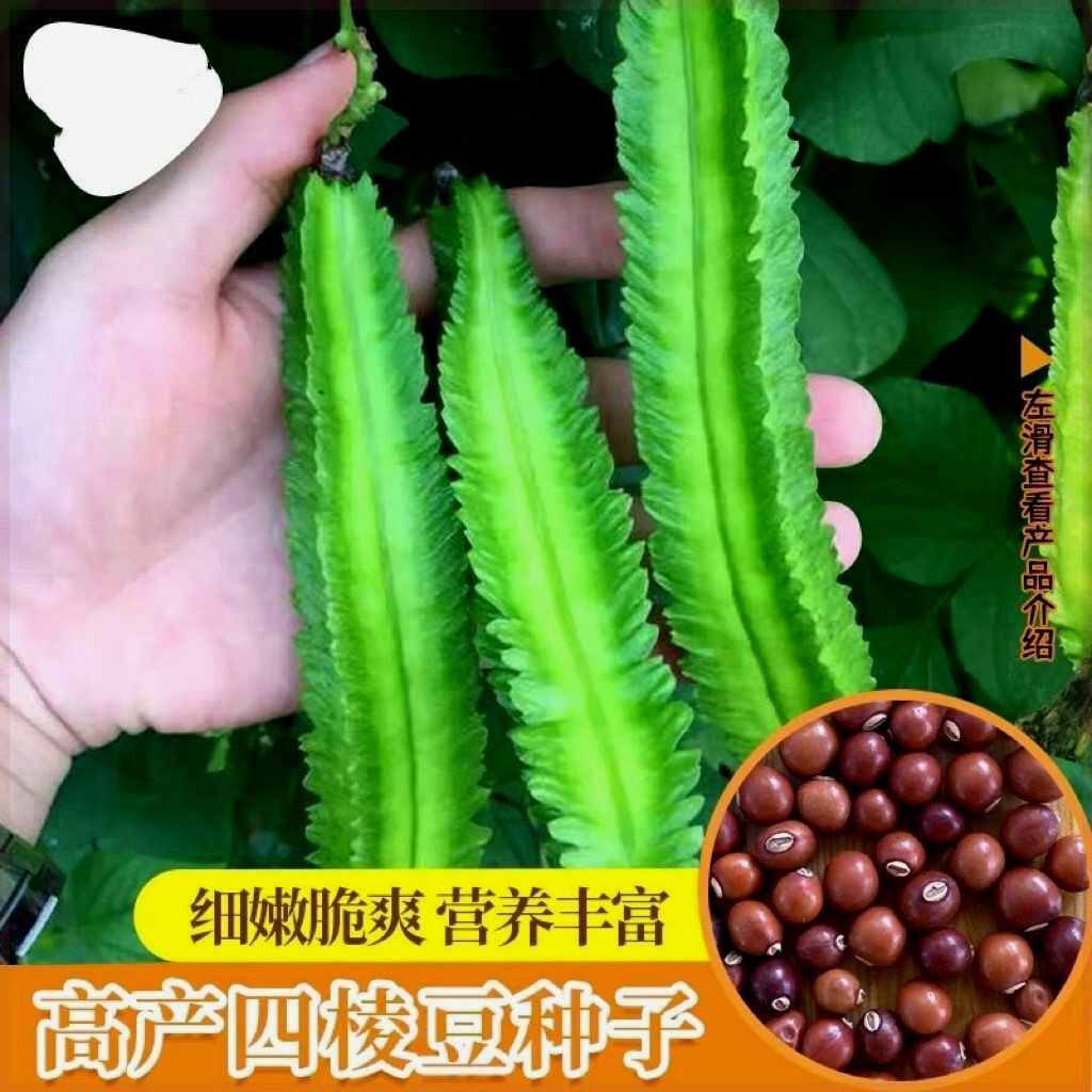 四棱豆种子海南四角豆种籽四季蔬菜菜籽孑龙豆四棱四角皇帝豆种籽