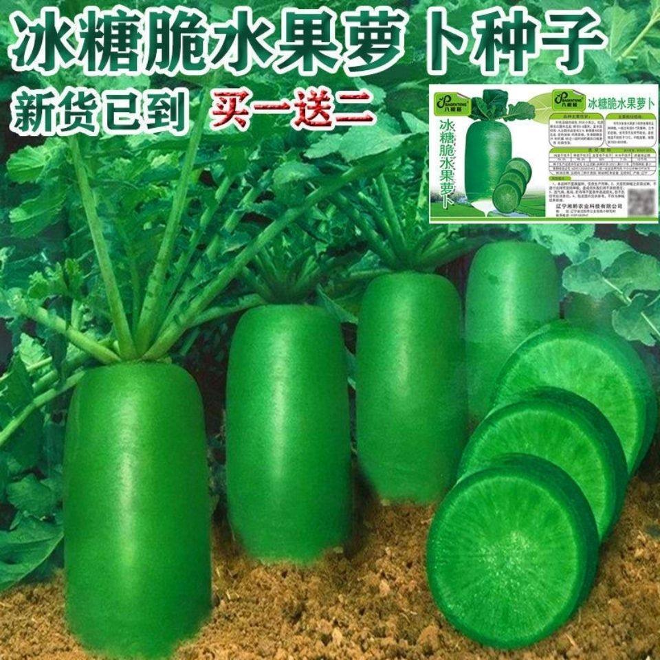 冰糖脆水果萝卜种子四季高产可生吃青萝卜菜种子室内盆栽绿萝卜种,鲜花速递/花卉仿真/绿植园艺,家庭园艺种子,淘宝优惠券,粉丝福利购,淘宝优惠卷