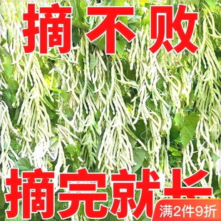 九粒白芸豆种子豆角种籽四季豆架豆种高产春秋季蔬菜种孑农家田园