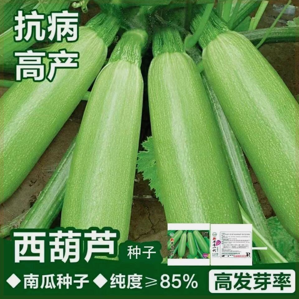 早熟西葫芦种子高产早青小南瓜香家庭园艺种子