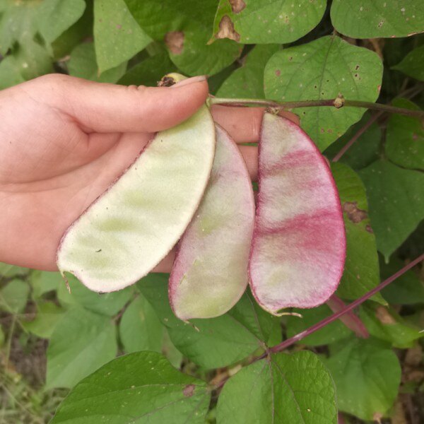 新鲜峨眉豆农家露天种植