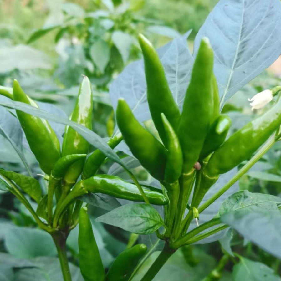 新鲜小米椒青朝天椒青小米辣椒