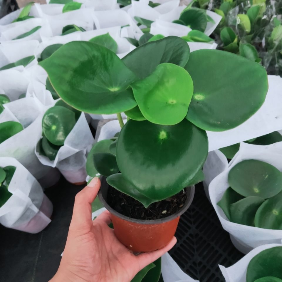 稀有品种荷叶碧玉盆栽豆瓣绿盆栽可水培办公室桌面绿色观叶植物