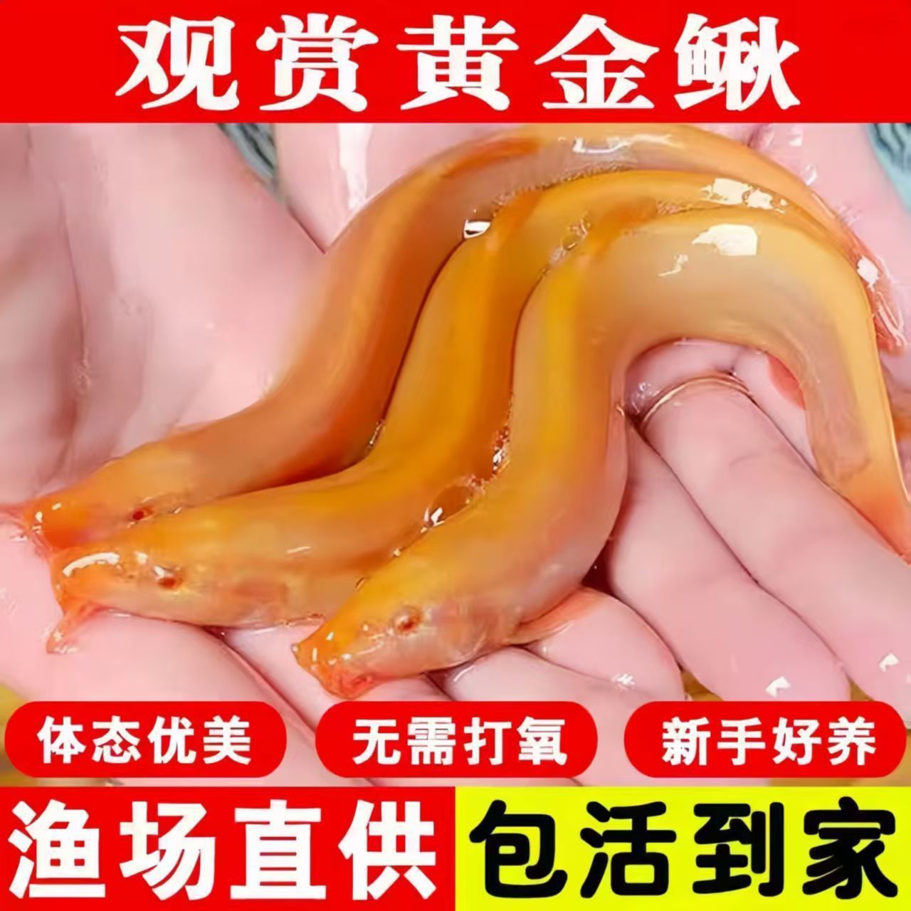 泥鳅苗淡水观赏鱼缸黄金泥鳅鱼缸清洁鱼练手鱼苗好养包活