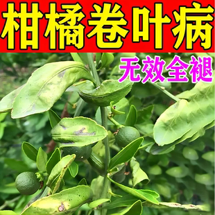 桔子树卷叶病柑橘黄龙药专用杀菌剂黄叶枯萎保花保果药病虫害防治