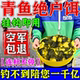 青鱼颗粒专用饵料野钓黑坑专用珠珠泡螺蛳玉米主攻青鱼钓鱼鱼饵料