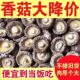 香菇新货古田农家肉厚无根香菇新蘑菇冬菇散装 煲汤食材 批发价