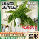 吊兰花盆挂式 吊盆绿萝花盆家用懒人吸水吊篮花盆水培植物塑料花盆