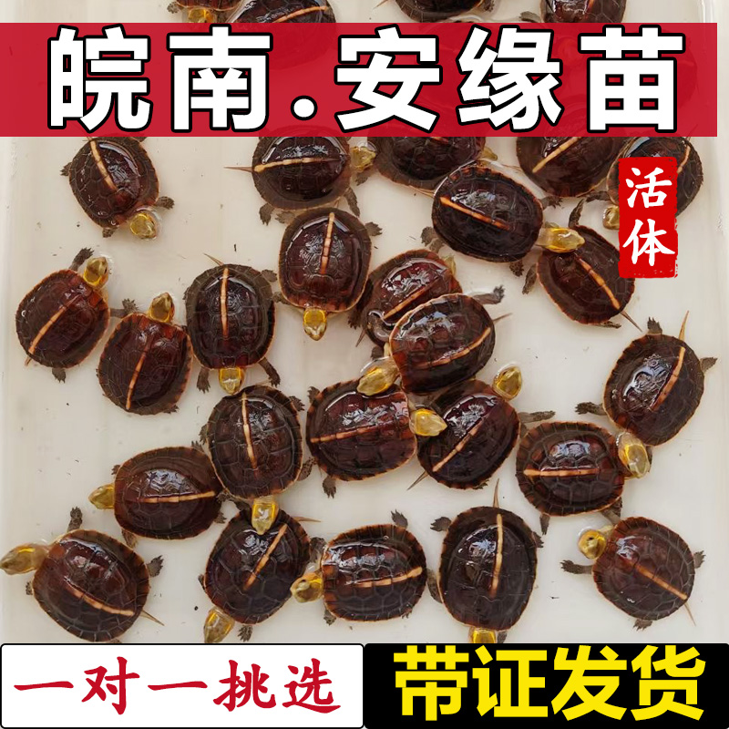 黃緣龜幼龜安緣龜黃緣閉殼龜觀賞龜寵物烏龜活體半水龜黃臺黑臺緣
