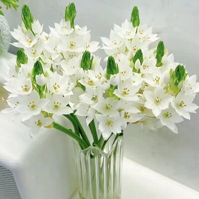 圣心百合云南基地客厅办公室家用水养插花直发鲜切花水培水养鲜花