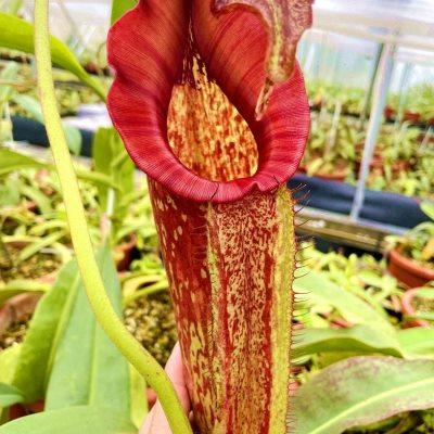 食虫植物大猪猪笼草mixima高地原种巨大笼子好养漂亮