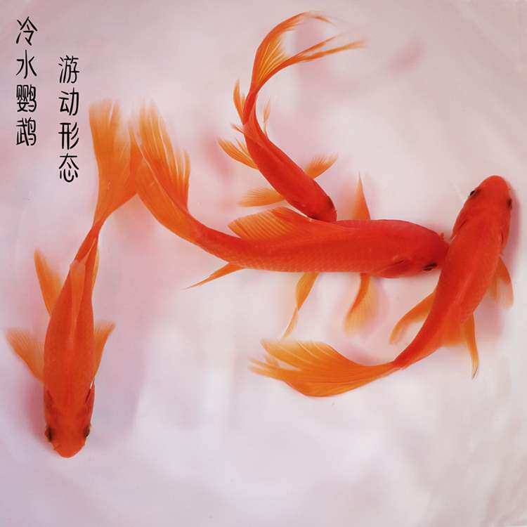 观赏鱼龙凤尾巴诚森红蝴蝶鲤红草金冷水荷塘鱼池红鱼红龙蝶鲤红彗