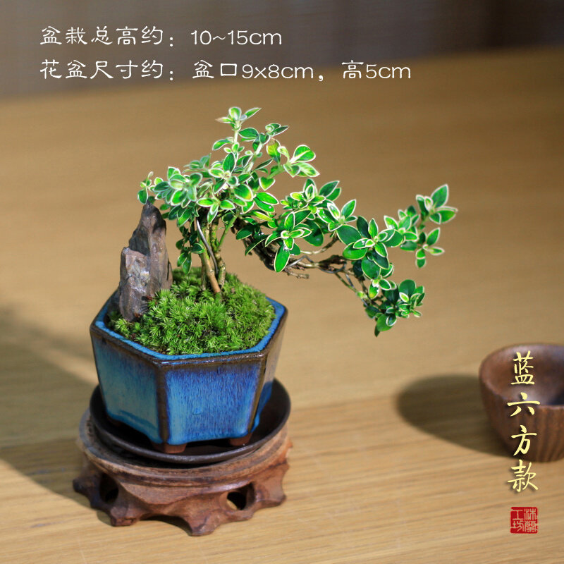 垂枝悬崖六月雪盆景茶桌禅意室内窗e台小绿植物办公室茶几桌面盆