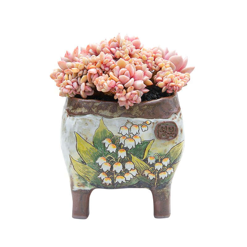 22黛比缀化老桩多肉b植物稀有贵货办公室多肉盆栽超萌肉肉绿植花