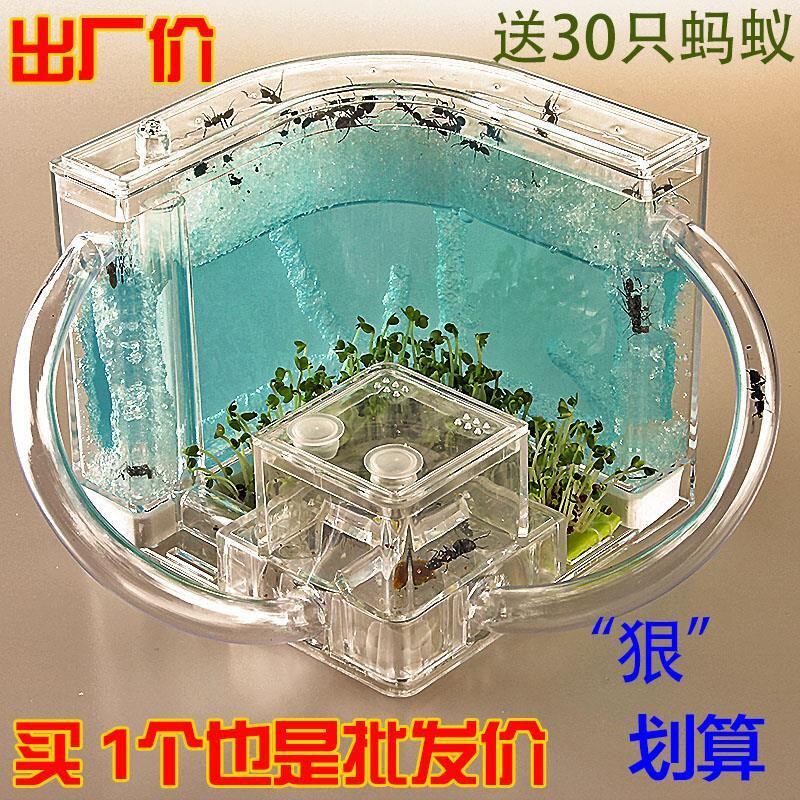 蚂蚁工坊宠物蚂蚁窝宫殿城堡蚂蚁家园蚁后别墅桌面饲养蚁巢幼儿