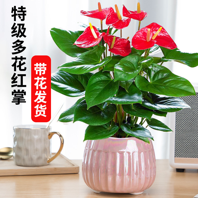 红掌白掌盆栽一帆风顺花卉植物室内好养水培绿植鸿运x当头四季开