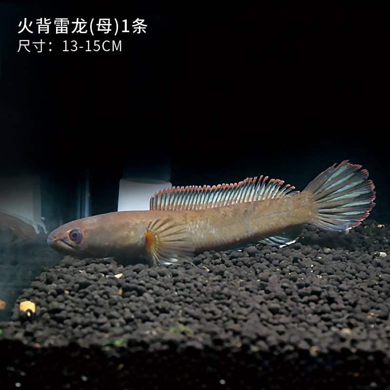 热带鱼中小型阿萨姆观赏鱼雷龙鱼七彩雷龙蓝帆雷龙淡水鱼龙鱼配鱼