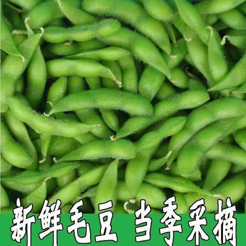 现摘新鲜带壳毛豆新鲜青豆农村鲜嫩毛豆角青毛豆邳州特产新鲜蔬菜