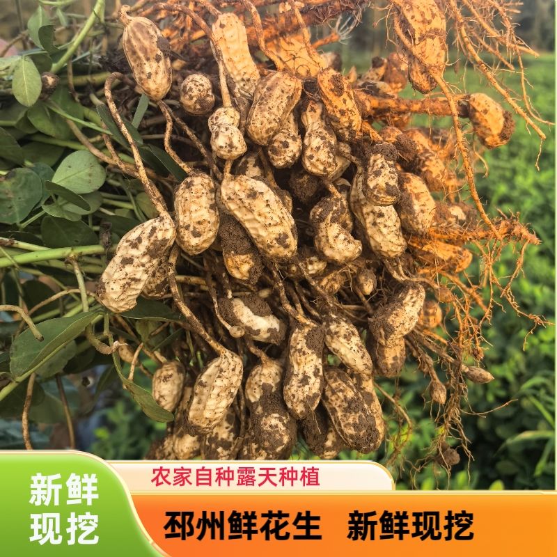 2026年新鲜花生带壳湿花生现挖现发邳州红皮粉红皮农家自种生花生