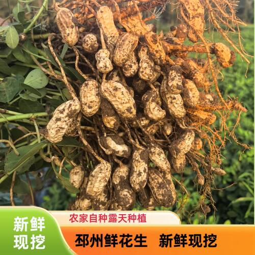 2026年新鲜花生带壳湿花生现挖现发邳州红皮粉红皮农家自种生花生