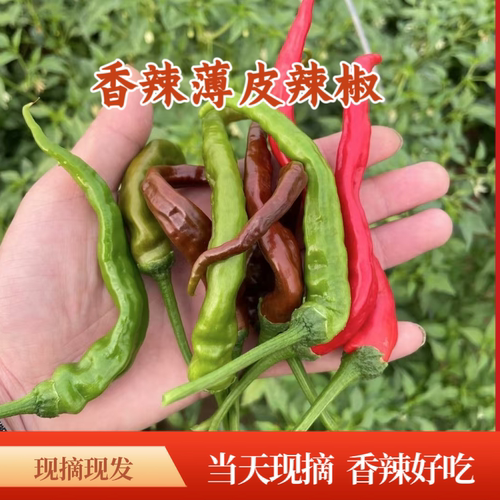 邳州新鲜辣椒徐州新沂本地薄皮尖辣椒子朝天椒小米椒螺丝椒现摘
