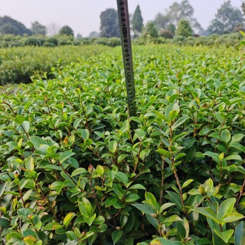 茶梅小苗红花茶梅小苗粉红茶梅小苗四季常青茶梅球茶梅花室外庭院