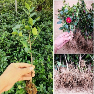 热销中茶梅小苗红花茶梅小苗球四茶梅小苗红季常青茶梅粉茶梅花室