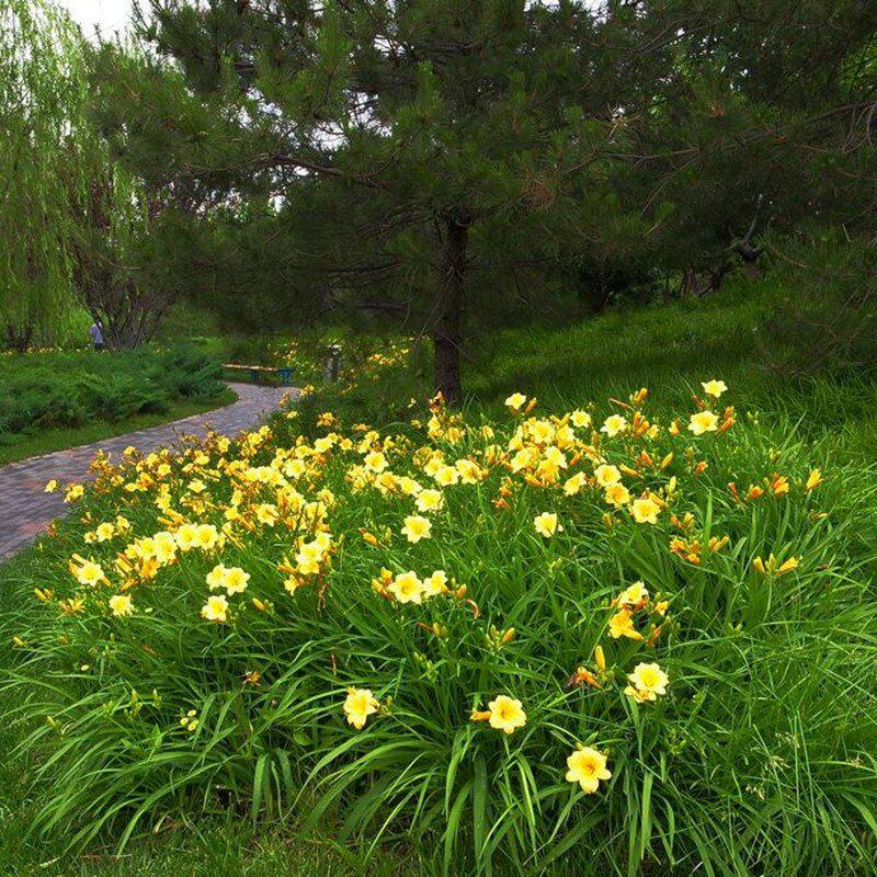 四季路边绿化植物k金娃娃萱草苗宿根地被花卉室外耐寒矮花庭院耐