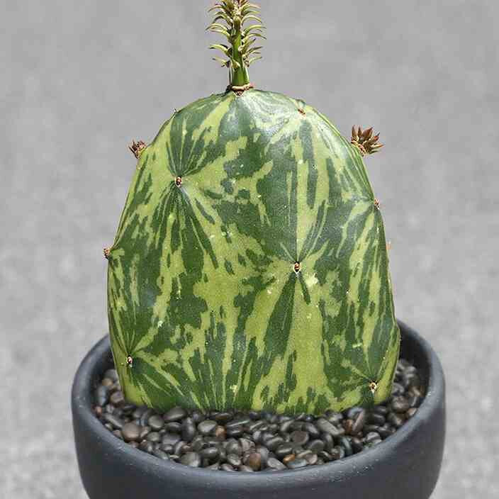 植物员外 大理石锦团扇一物一拍 稀有无刺仙人掌桌面盆栽多肉植物