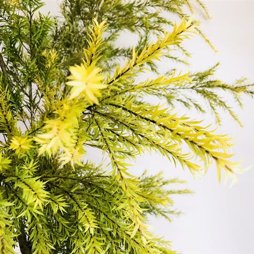 千层金鲜切花小众精品花材家庭瓶插花艺婚庆节P日比赛装饰花束常