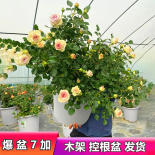 果汁陽臺月季 灌木微月多頭庭W院特大切花 大苗玫瑰花盆栽帶花四季