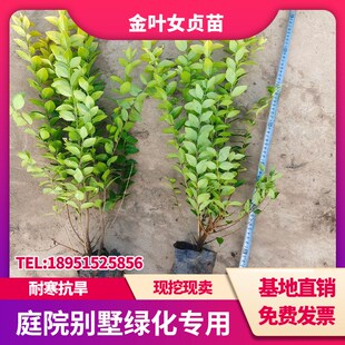 金叶女贞苗庭院别墅绿篱苗绿化苗木四季长青工程S色块耐寒常绿树