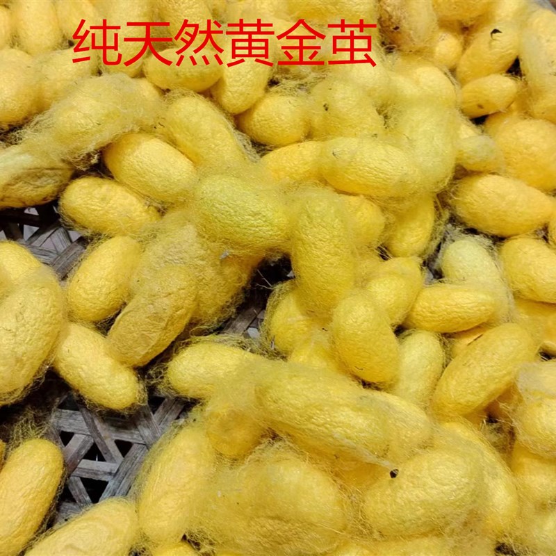 天然桑蚕茧烘干完整带蚕蛹茧学生G手工DIY 抽丝扇子茧画