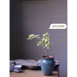 三角梅专用陶瓷花盆适合种老桩高飘枝送营养土高盆粗陶透气法师4