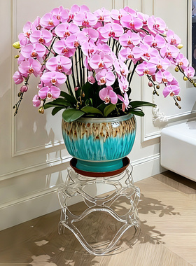 蝴蝶兰花架亚克力透明水晶落地花几客厅年花盆景托架倪妮Nini同款