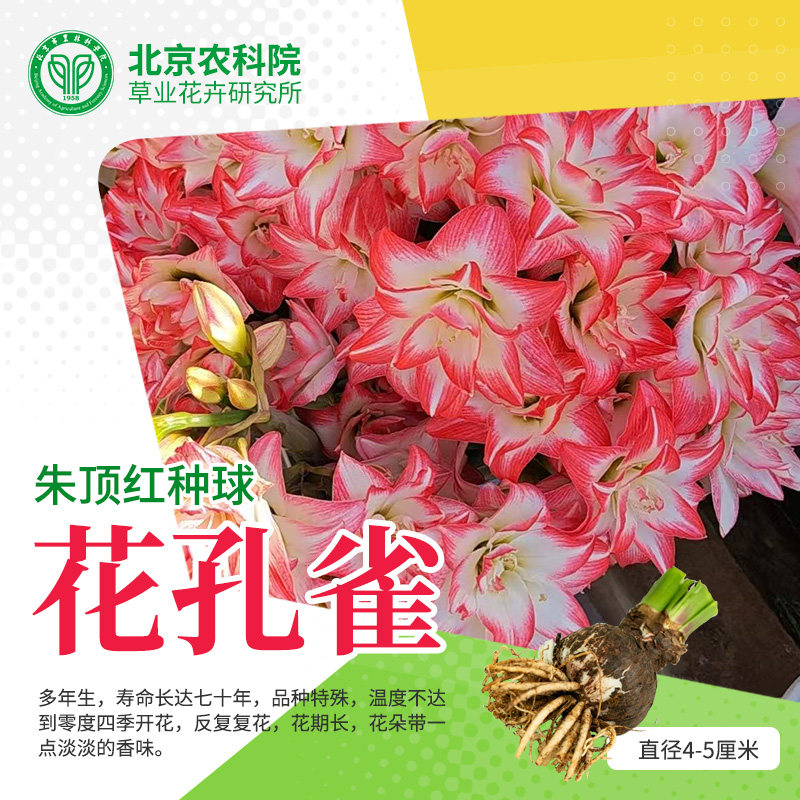 农科院朱顶红种球重瓣大球花卉绿种苗/半成品盆栽