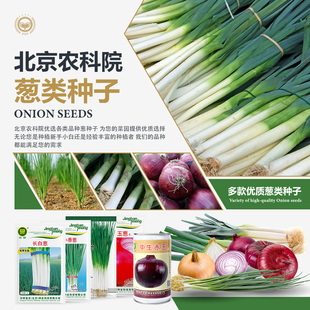 葱种子四季小香葱紫皮洋葱头章丘大葱韭葱阳台盆栽农科院蔬菜籽孑