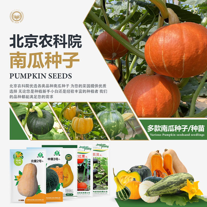农科院南瓜种子大全香糯板栗口感