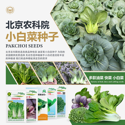 农科院小白菜种子青梗菜四季易种