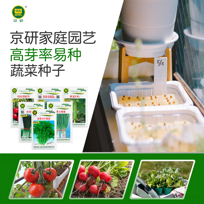 京研四季种植家庭园艺蔬菜种子图片
