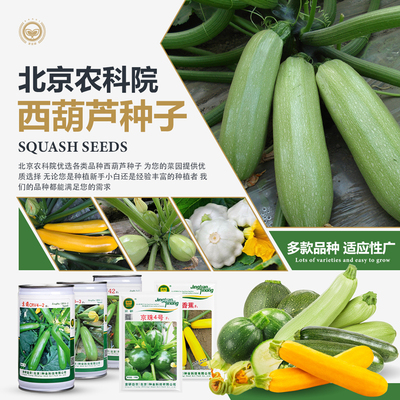 北京农科院西葫芦蔬菜种子抗性强