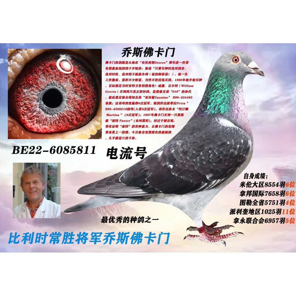 信鸽种鸽成绩赛鸽公棚成绩赛鸽比