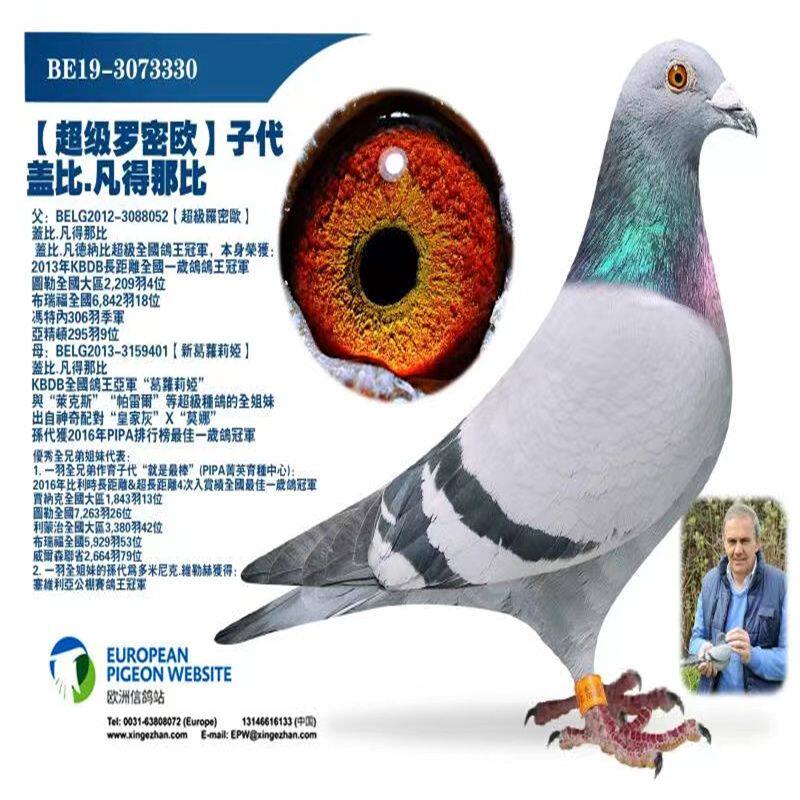 信鸽成绩鸽赛鸽原环种鸽子詹森信